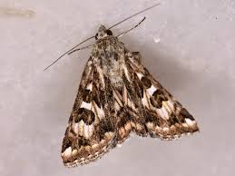 Attēlu rezultāti vaicājumam “Protoschinia scutosa”