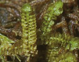 Attēlu rezultāti vaicājumam “Tritomaria”