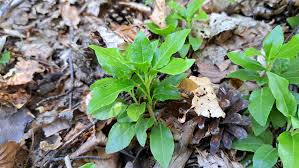 Attēlu rezultāti vaicājumam “Orthilia secunda leaf”