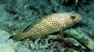 Image result for Epinephelus guttatus