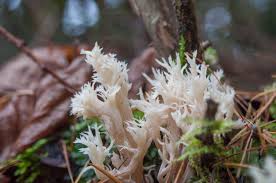 Attēlu rezultāti vaicājumam “Clavulina coralloides”