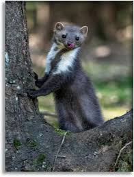Attēlu rezultāti vaicājumam “Martes foina”