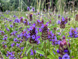 Attēlu rezultāti vaicājumam “Prunella vulgaris”