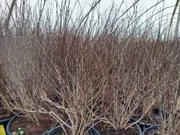 Attēlu rezultāti vaicājumam “Salix purpurea”