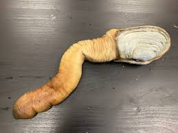 Image result for geoduck