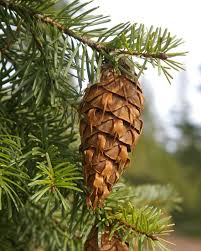 Attēlu rezultāti vaicājumam “Pseudotsuga menziesii var. glauca”