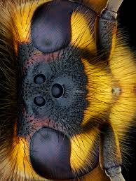 Attēlu rezultāti vaicājumam “Dolichovespula media”