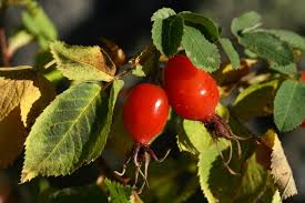 Attēlu rezultāti vaicājumam “Rosa villosa”