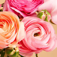 Attēlu rezultāti vaicājumam “Ranunculus elatior”