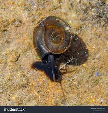 Attēlu rezultāti vaicājumam “Planorbis planorbis”