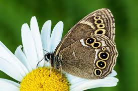 Attēlu rezultāti vaicājumam “Lopinga achine”