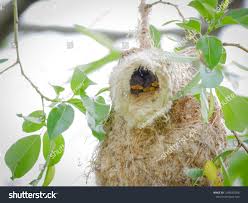 Attēlu rezultāti vaicājumam “Remiz pendulinus nest”