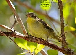 Attēlu rezultāti vaicājumam “Bilimbia tetramera”