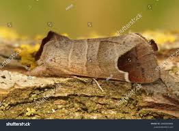 Attēlu rezultāti vaicājumam “Clostera curtula”