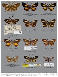 Attēlu rezultāti vaicājumam “Zygaenidae”
