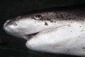 Image result for Notorynchus cepedianus