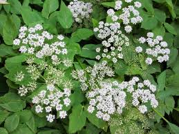 Attēlu rezultāti vaicājumam “Aegopodium podagraria flower”
