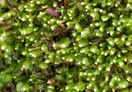 Attēlu rezultāti vaicājumam “Odontoschisma denudatum”