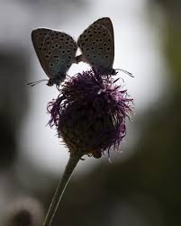 Attēlu rezultāti vaicājumam “Phengaris arion underside”