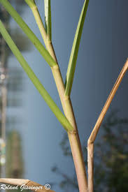 Attēlu rezultāti vaicājumam “Glyceria maxima fruit”