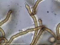 Attēlu rezultāti vaicājumam “Trichia alpina”