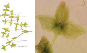 Attēlu rezultāti vaicājumam “Lemnaceae”