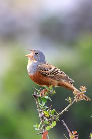 Image result for Emberiza caesia