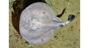 Image result for Tetronarce nobiliana