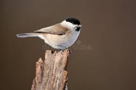 Attēlu rezultāti vaicājumam “Poecile palustris”