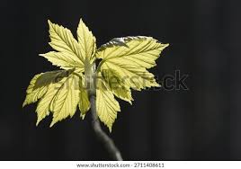 Attēlu rezultāti vaicājumam “Acer pseudoplatanus leaf”