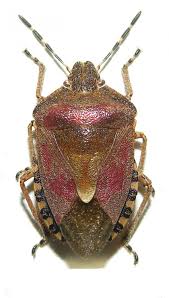 Attēlu rezultāti vaicājumam “Dolycoris baccarum”