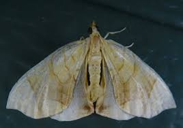 Attēlu rezultāti vaicājumam “Eulithis sp.”