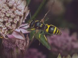 Attēlu rezultāti vaicājumam “Ancistrocerus sp.”
