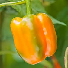 Afbeeldingsresultaat voor orange sun sweet pepper