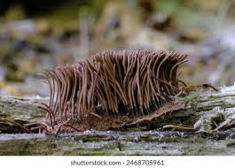 Attēlu rezultāti vaicājumam “Stemonitis sp.”