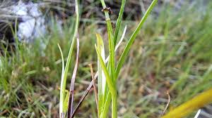 Attēlu rezultāti vaicājumam “Blysmus compressus leaf”