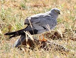 Attēlu rezultāti vaicājumam “Circus pygargus”