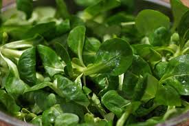 Image result for Feldsalat
