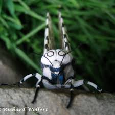 Attēlu rezultāti vaicājumam “Stemonitopsis hyperopta macro”