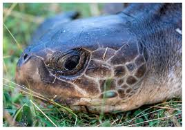 Image result for Lepidochelys kempii