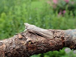 Attēlu rezultāti vaicājumam “Cucullia umbratica”