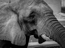 Image result for sad elephant