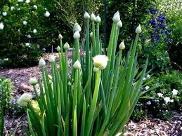 Résultat de recherche d'images pour "Allium fistulosum"