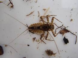 Attēlu rezultāti vaicājumam “Ephemera sp.”