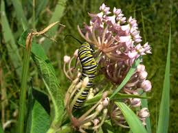 Image result for monarch caterpillar