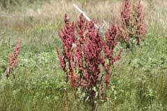 Attēlu rezultāti vaicājumam “Rumex aquaticus bud”