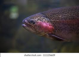 Image result for Salmo macrostigma