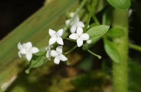 Attēlu rezultāti vaicājumam “Galium palustre”