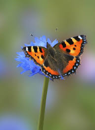 Attēlu rezultāti vaicājumam “Aglais urticae upperside”