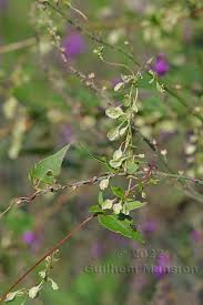 Attēlu rezultāti vaicājumam “Fallopia dumetorum”